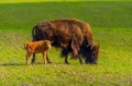 Bison and little bison in nature