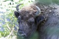 Bison looking at to the camera Royalty Free Stock Photo