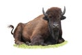 Bison lying on the grass in summer isolated on a white Royalty Free Stock Photo