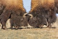 Bison males fighting Royalty Free Stock Photo