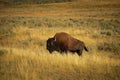 Bison in the meadow of hayden valley Royalty Free Stock Photo