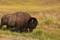 Bison Meandering in a Grass Filled Field