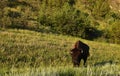 Bison Meandering Through a Meadow in South Dakota