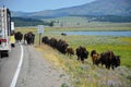 Bison Jam in Yellowstone National Park Royalty Free Stock Photo