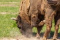 Buffalo during molting digs dry ground with a hoof in Sweden national park
