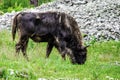 Bison with molting hair grazes on a lush green grass