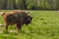 Bison during molting in Sweden national park