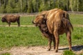 Buffalo during molting in Sweden national park