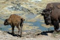 Bison mother  with baby in Yellowstone National Park Royalty Free Stock Photo