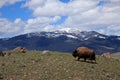 Bison with Mountain Background in Yellowstone National Park