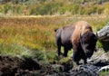 Bison in Mud Hole Royalty Free Stock Photo