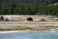 Bison near Biscuit Basin Yellowstone National Park Royalty Free Stock Photo