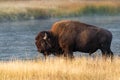 Bison near the Madison River in Yellowstone National Park in the morning sunrise Royalty Free Stock Photo