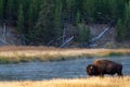 Bison near the Madison River in Yellowstone National Park in the morning sunrise Royalty Free Stock Photo
