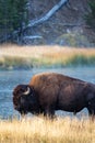 Bison near the Madison River in Yellowstone National Park in the morning sunrise Royalty Free Stock Photo