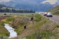 Bison Next to a Road in Yellowstone