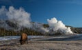 Bison and old faithful geyser