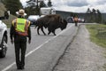 Bison parading down the highway in Yellowstone National Park Royalty Free Stock Photo