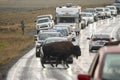 Bison passing through traffic on road at Yellowstone National park in summer