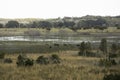 Bison at Paynes Prairie in Gainesville Royalty Free Stock Photo