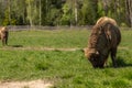 Bison peacefully nips grass on the lawn Royalty Free Stock Photo