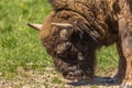 Bison peacefully nips grass on the lawn Royalty Free Stock Photo