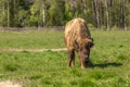 Bison peacefully nips grass on the lawn Royalty Free Stock Photo
