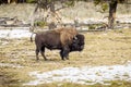 Bison portrait on Yellowstone National Park in Wyoming Royalty Free Stock Photo