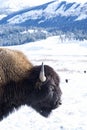 Bison Portrait in Snow Royalty Free Stock Photo