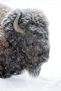 Bison portrait in winter
