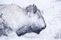 Bison Portrait in Winter Blizzard