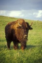 Bison on the Oklahoma Prairie Royalty Free Stock Photo