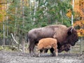 Bison in Quebec. Canada, north America. Royalty Free Stock Photo