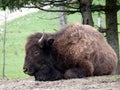 Bison in Quebec. Canada, north America. Royalty Free Stock Photo