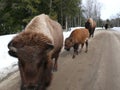 Bison in Quebec. Canada, north America. Royalty Free Stock Photo