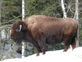 Bison in Quebec. Canada, north America. Royalty Free Stock Photo
