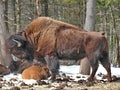 Bison in Quebec. Canada, north America. Royalty Free Stock Photo