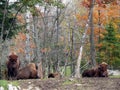 Bison in Quebec. Canada, north America.