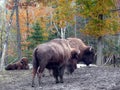 Bison in Quebec. Canada, north America. Royalty Free Stock Photo
