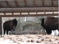 Bison in Quebec. Canada, north America.