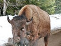 Bison in Quebec. Canada, north America.