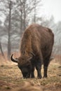 Bison in rain