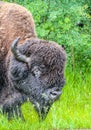 Bison in the rain, Elk Island National Park, Alberta, Canada Royalty Free Stock Photo