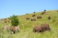 Bison ranch Royalty Free Stock Photo