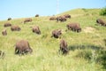 Bison ranch Royalty Free Stock Photo