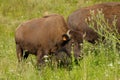 Bison ranch Royalty Free Stock Photo