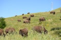 Bison ranch Royalty Free Stock Photo