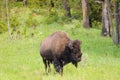 Bison on the range Royalty Free Stock Photo