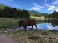 Bison in reserve biologique