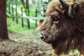 Bison in the reserve